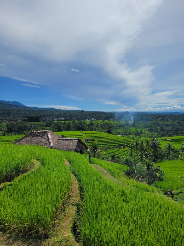 Rizières de Jatiluwih à Bali