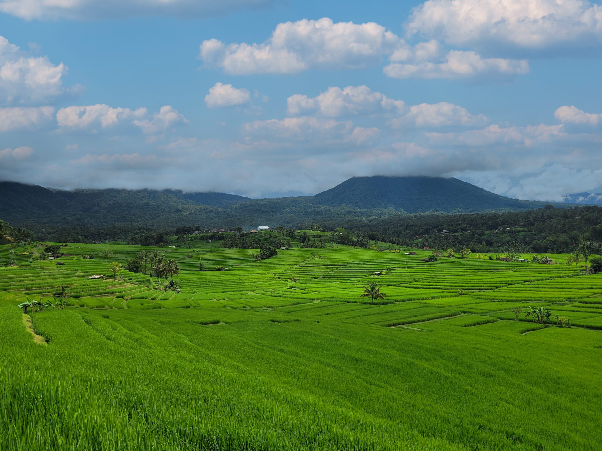 Jatiluwih : les plus belles rizières de Bali