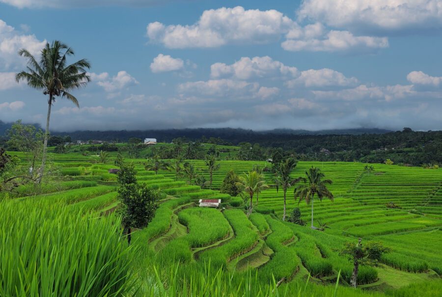 Rizières de Jatiluwih à Bali