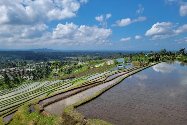 Rizières de Jatiluwih à Bali
