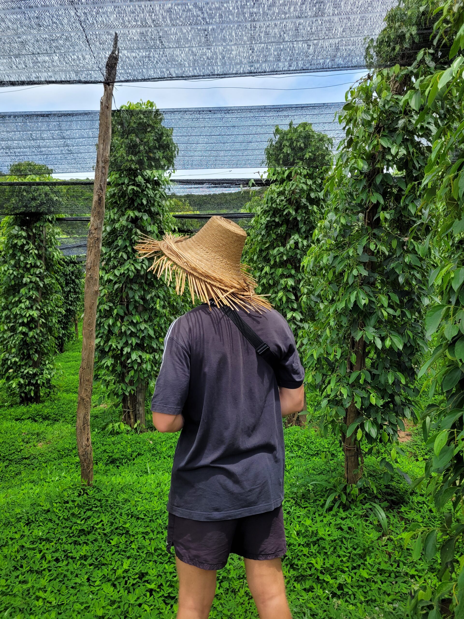 Poivre de Kampot