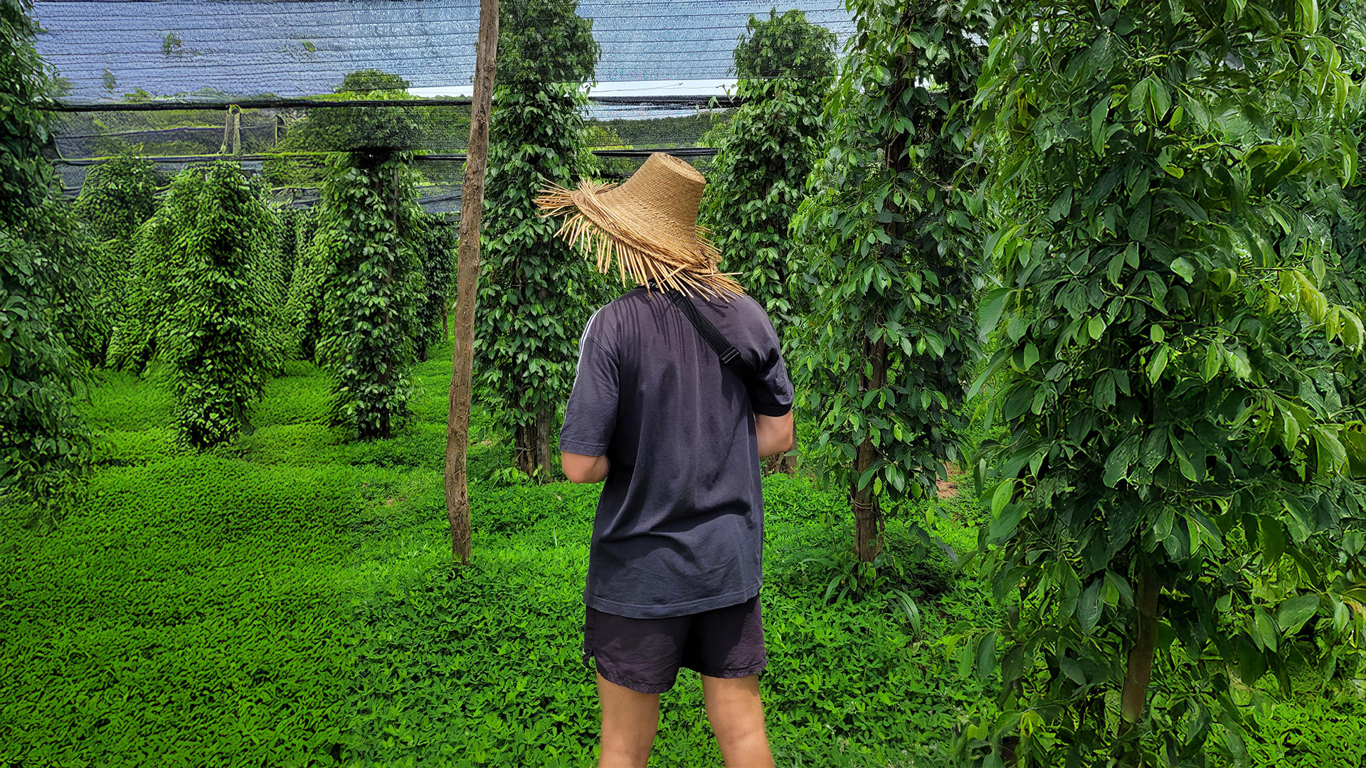 Visiter une plantation de poivre à Kampot au Cambodge