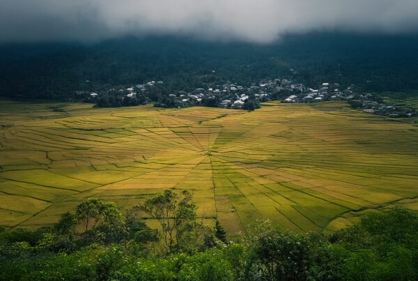 Ruteng rizières toile araignée