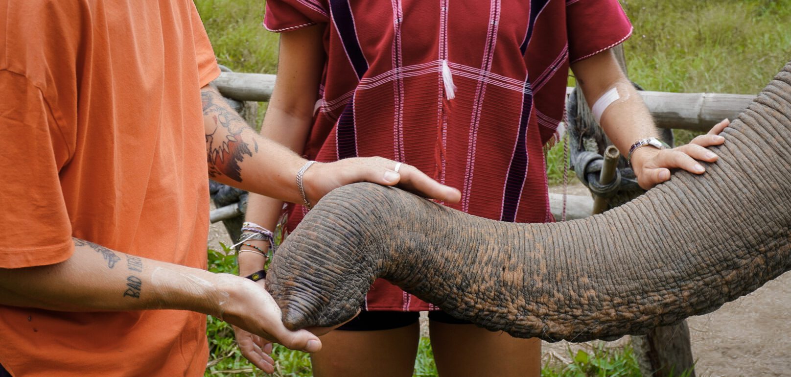 éléphants thailande