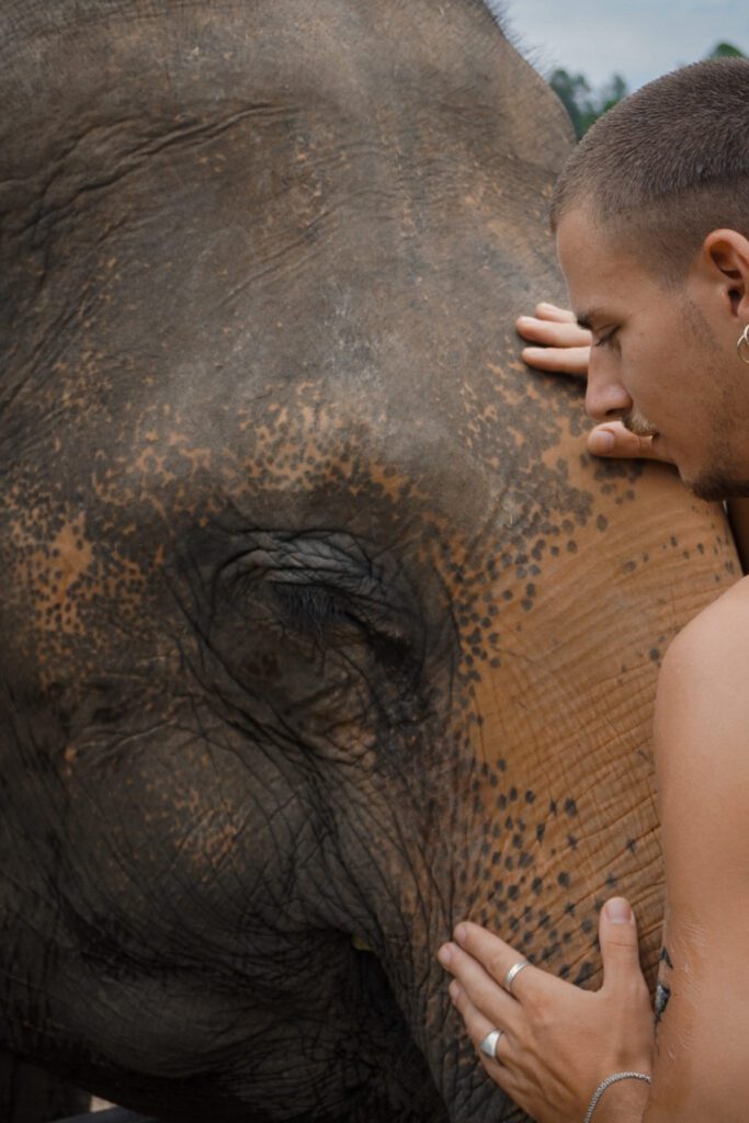 éléphants thailande