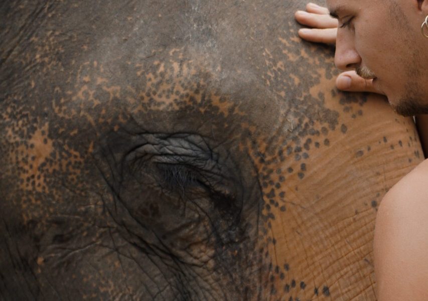 éléphants thailande