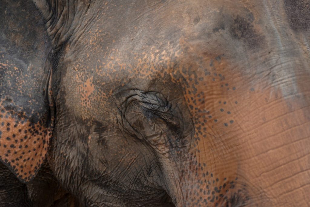 éléphants thailande