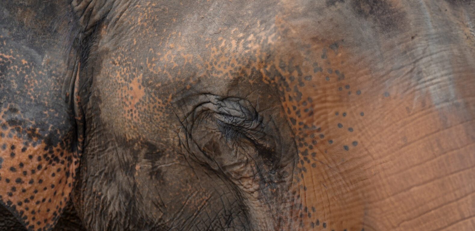 éléphants thailande