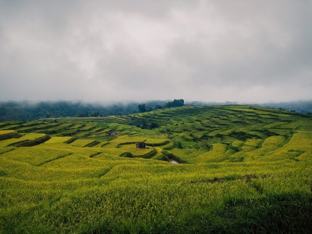 Ruteng rizières