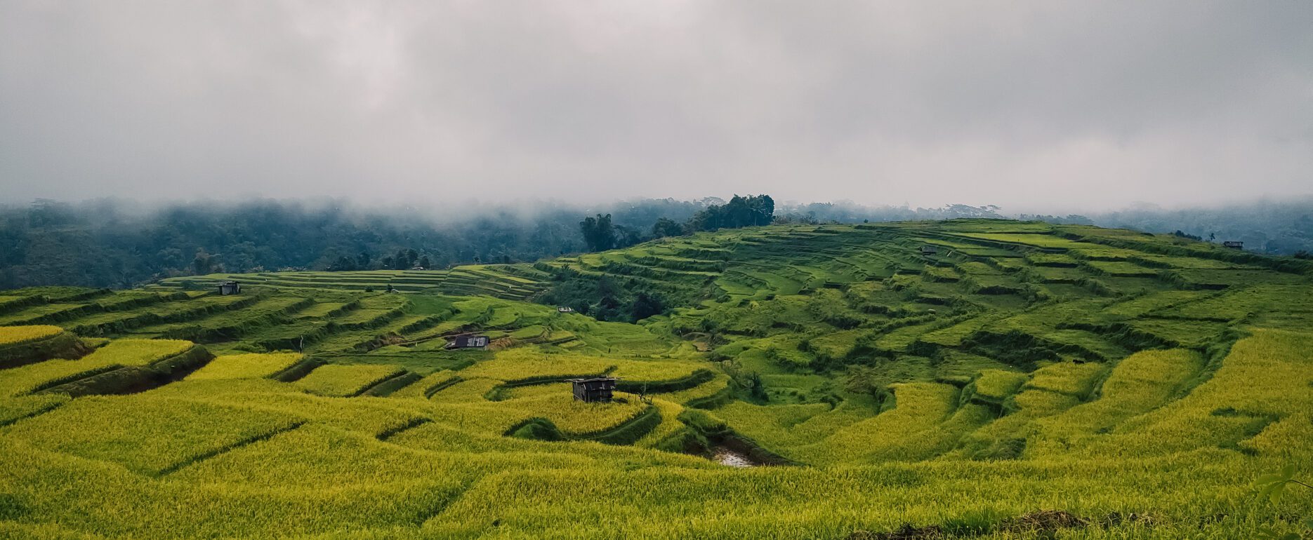 Ruteng rizières