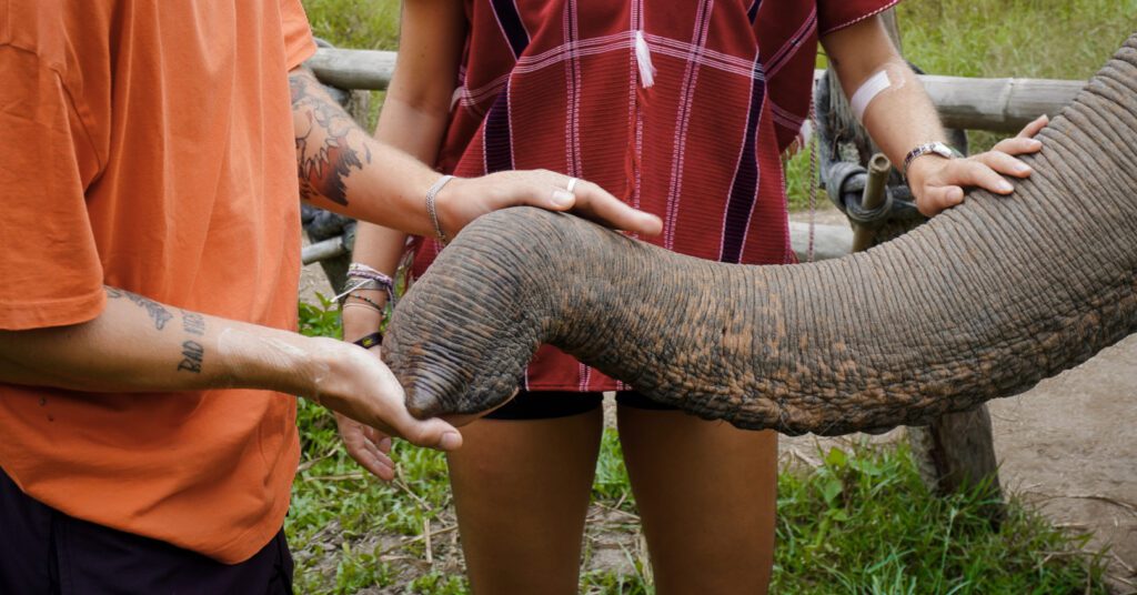éléphants thailande