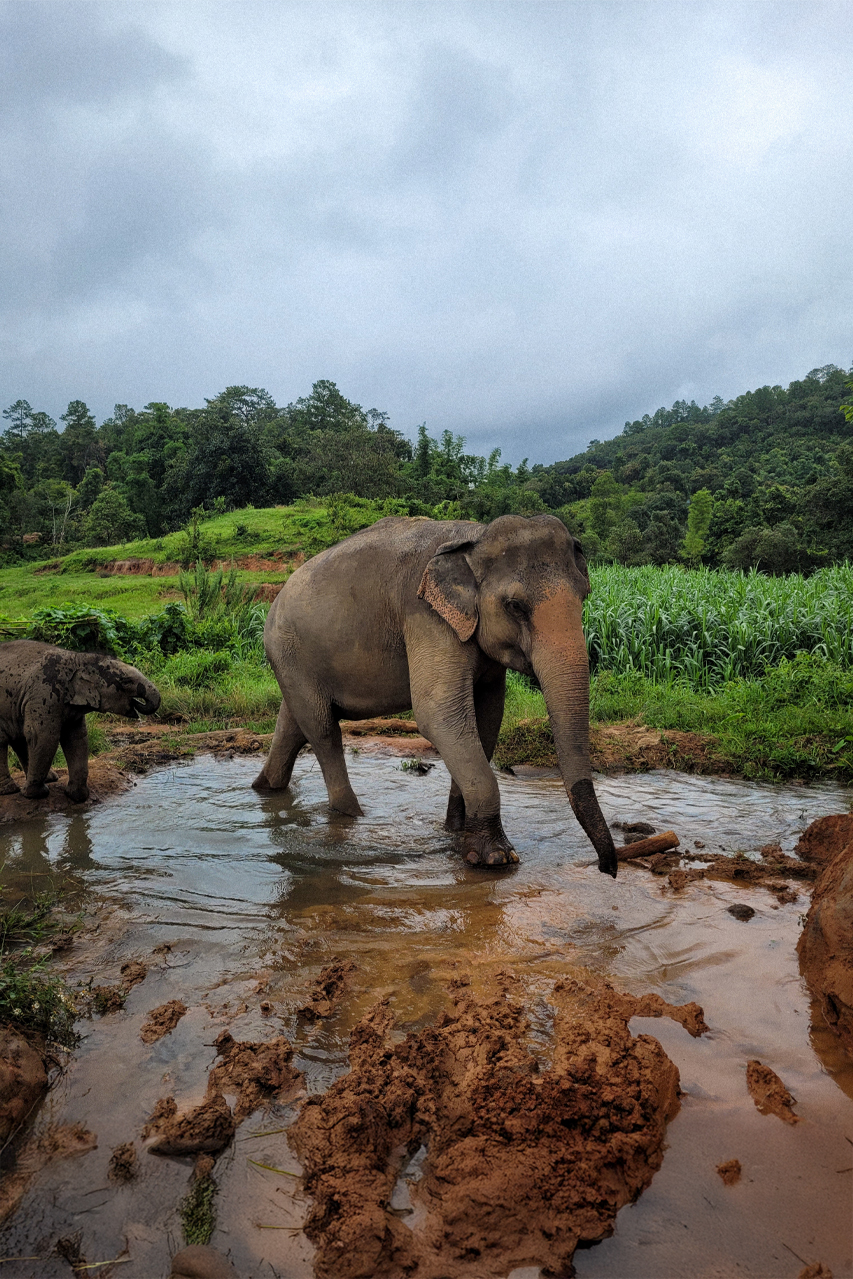 éléphants thailande
