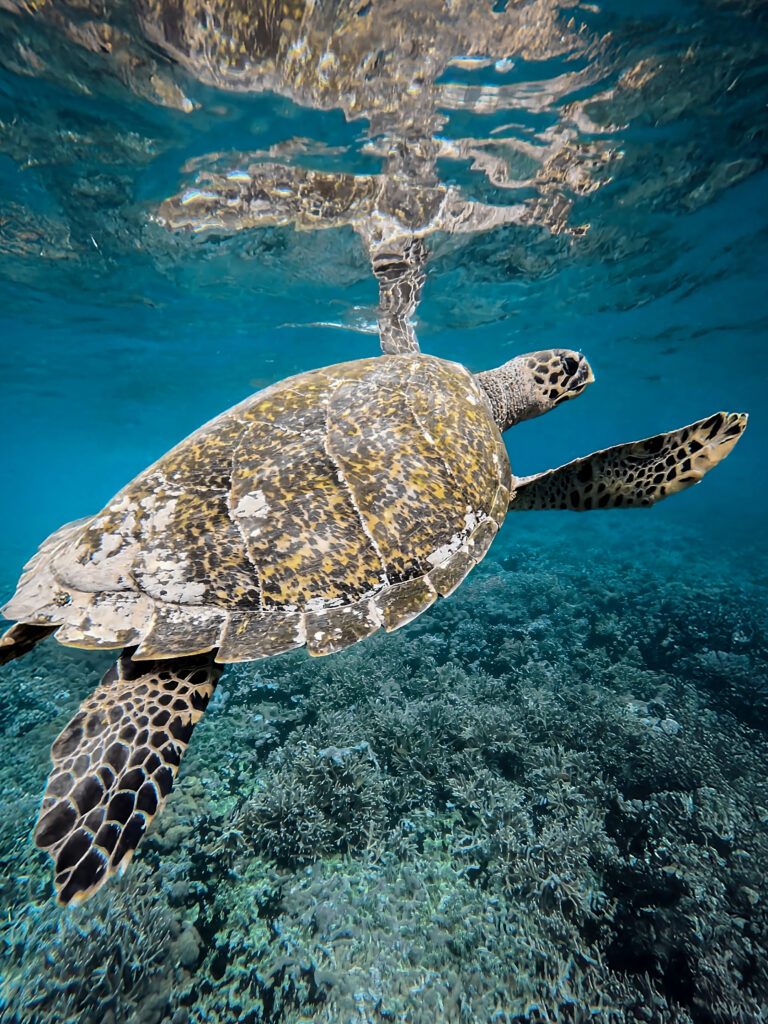 Nusa Penida snorkeling