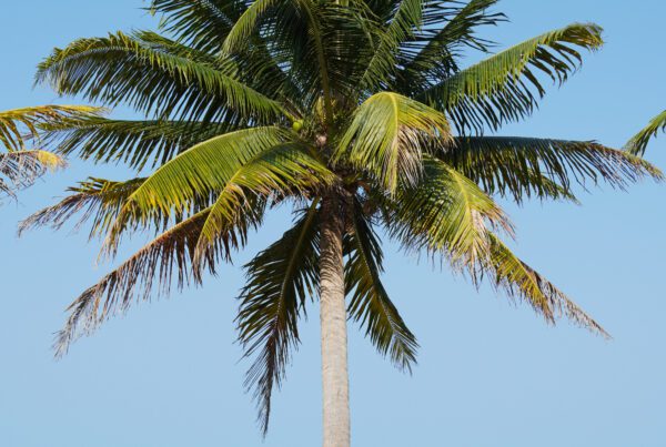 Belize Hopkins