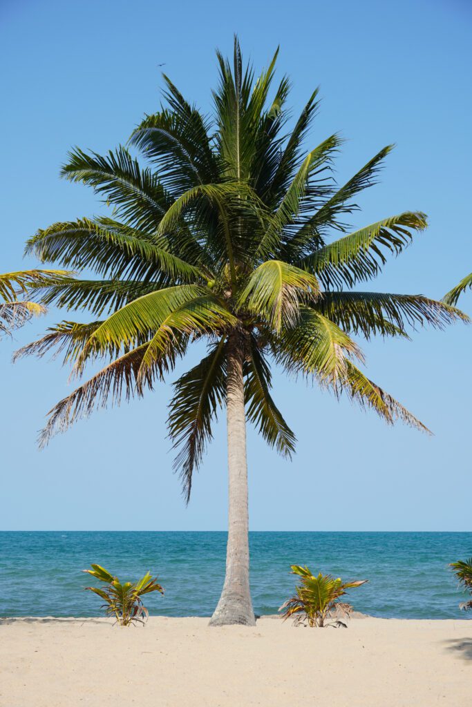 Belize Hopkins