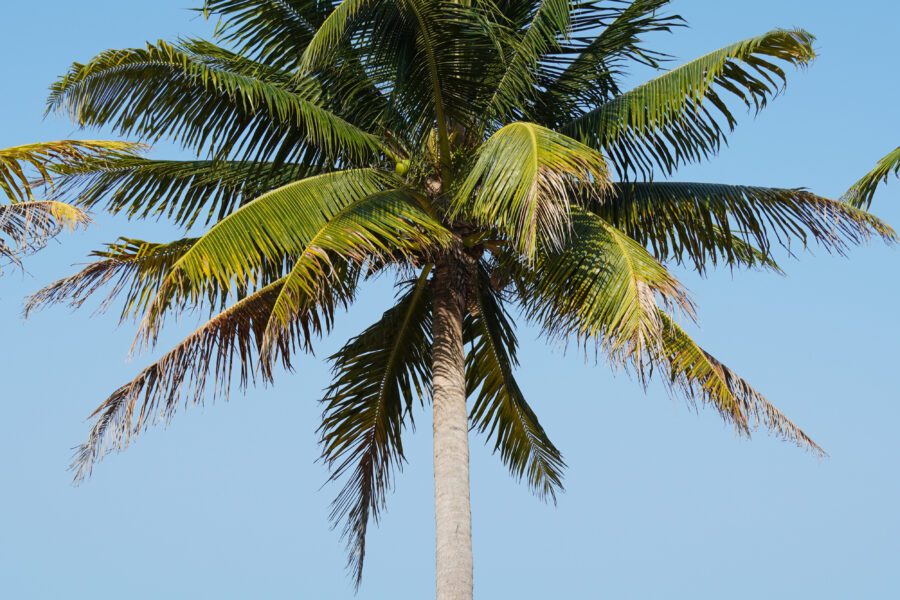 Belize Hopkins