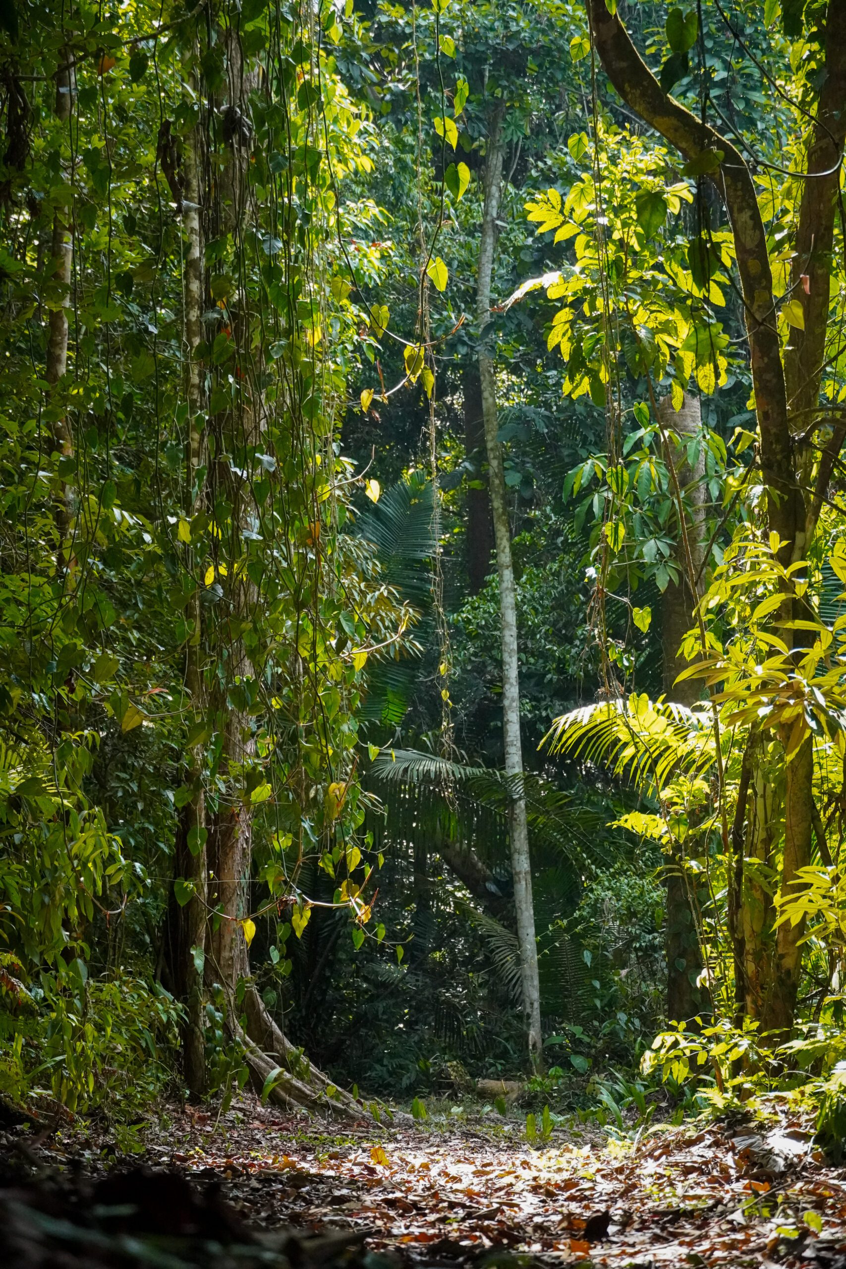 Cockscomb sanctuary