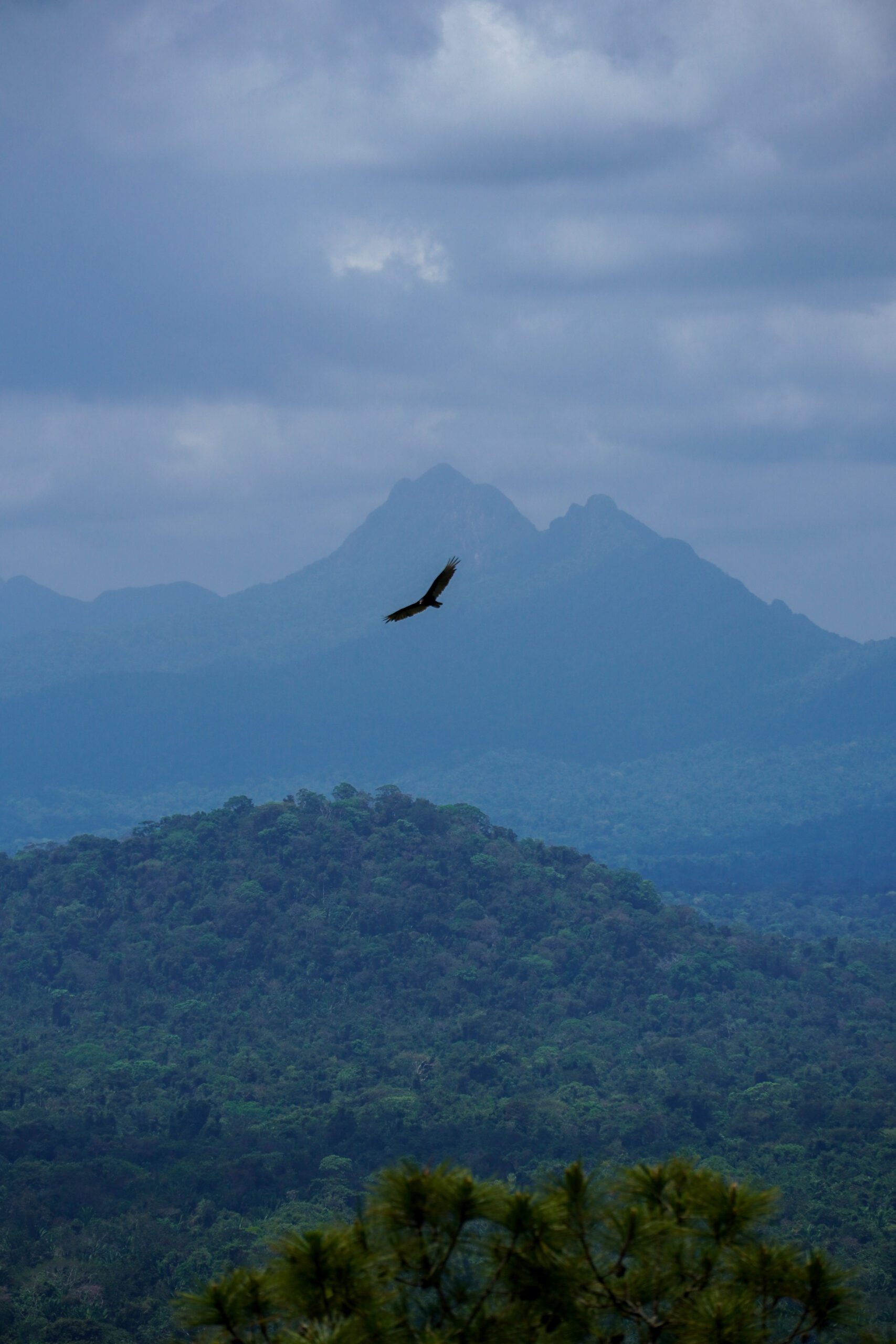 Cockscomb sanctuary