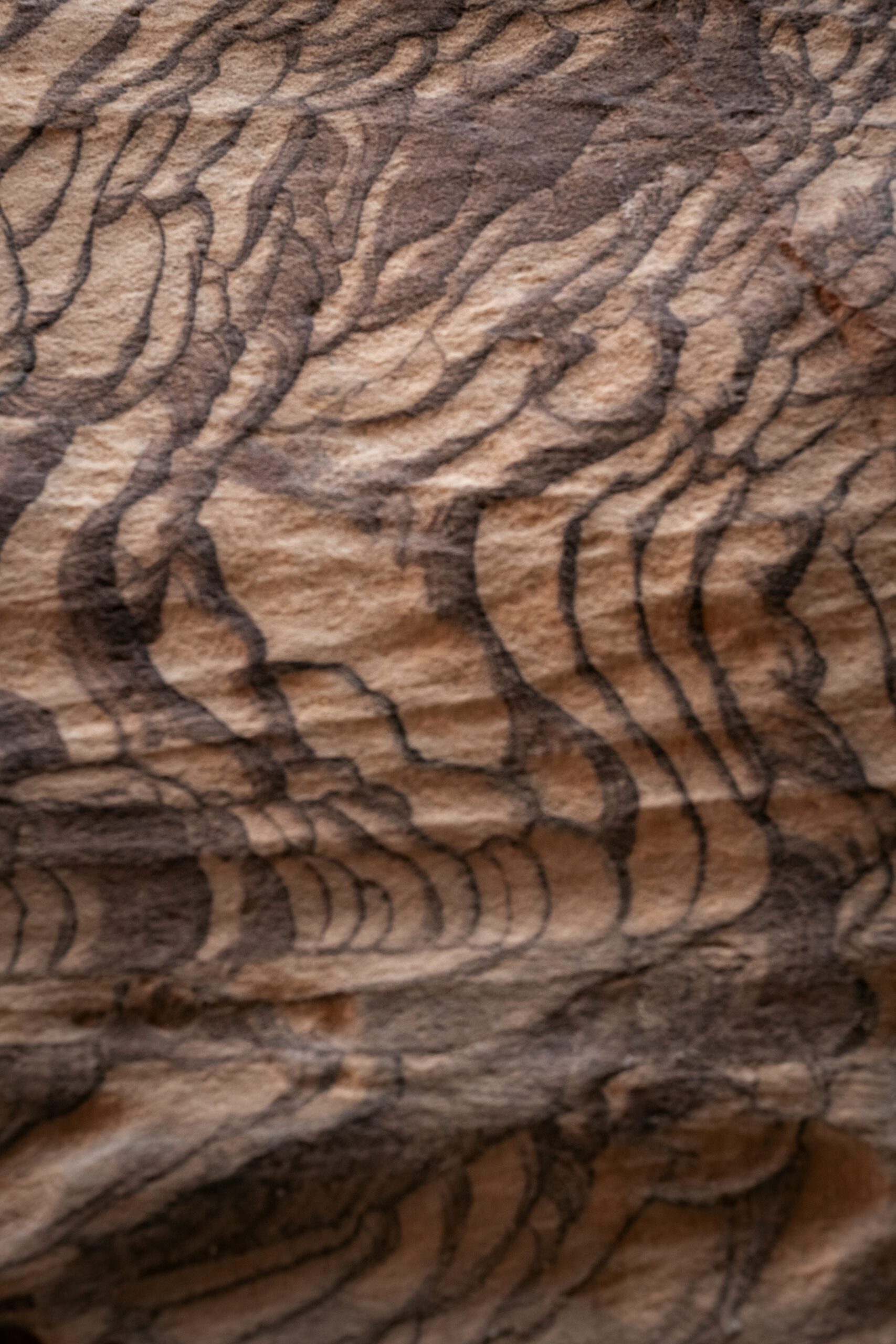 Wadi Ghuweir Dana Jordanie