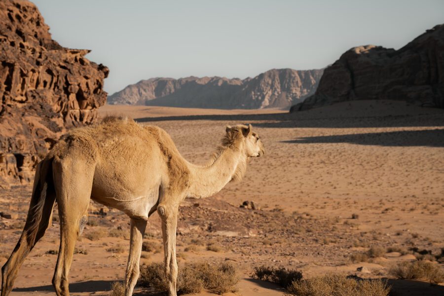 Jordanie Wadi Rum
