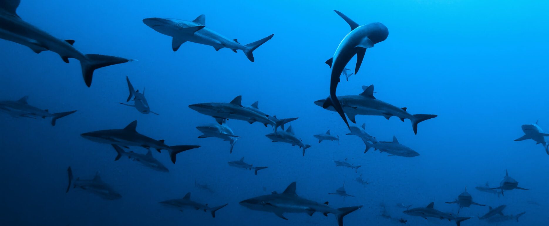 Fakarava plongée Polynésie Française