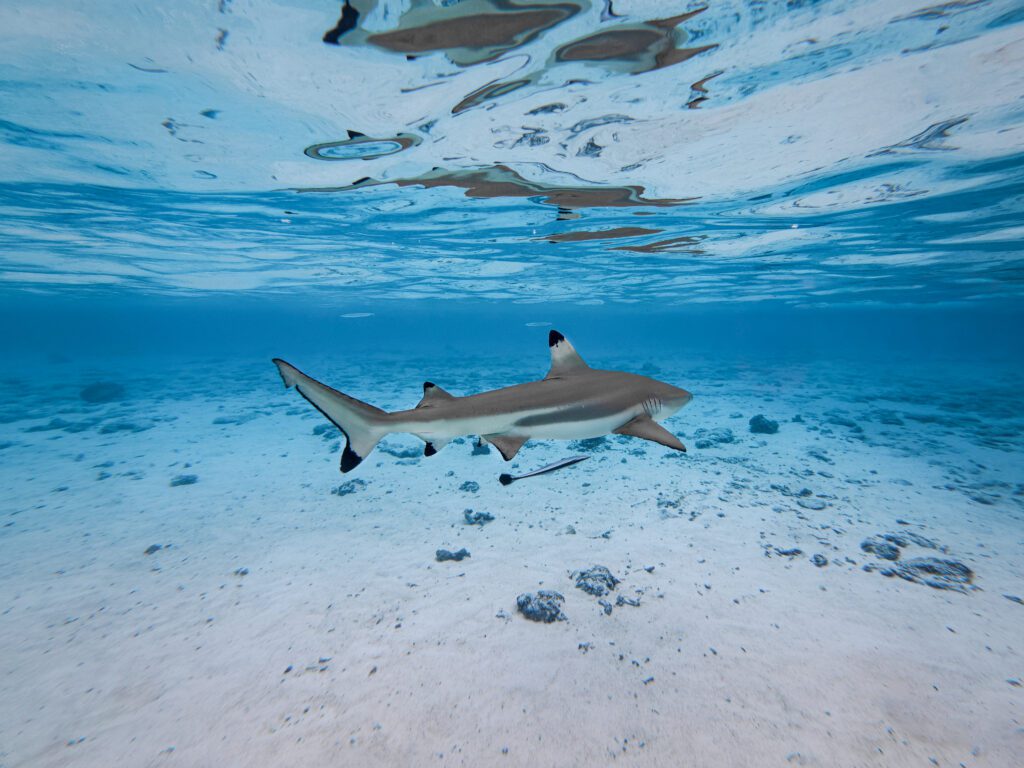 Fakarava plongée Polynésie Française