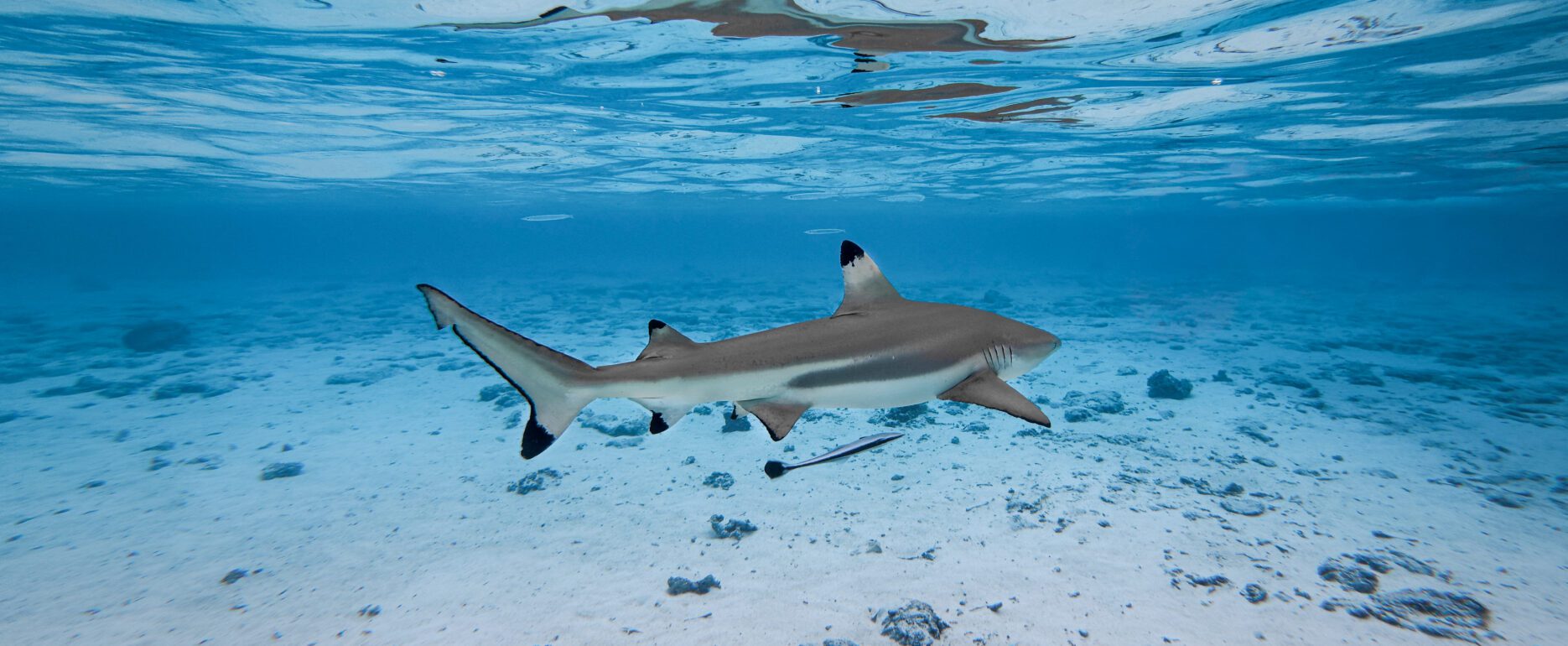 Fakarava plongée Polynésie Française