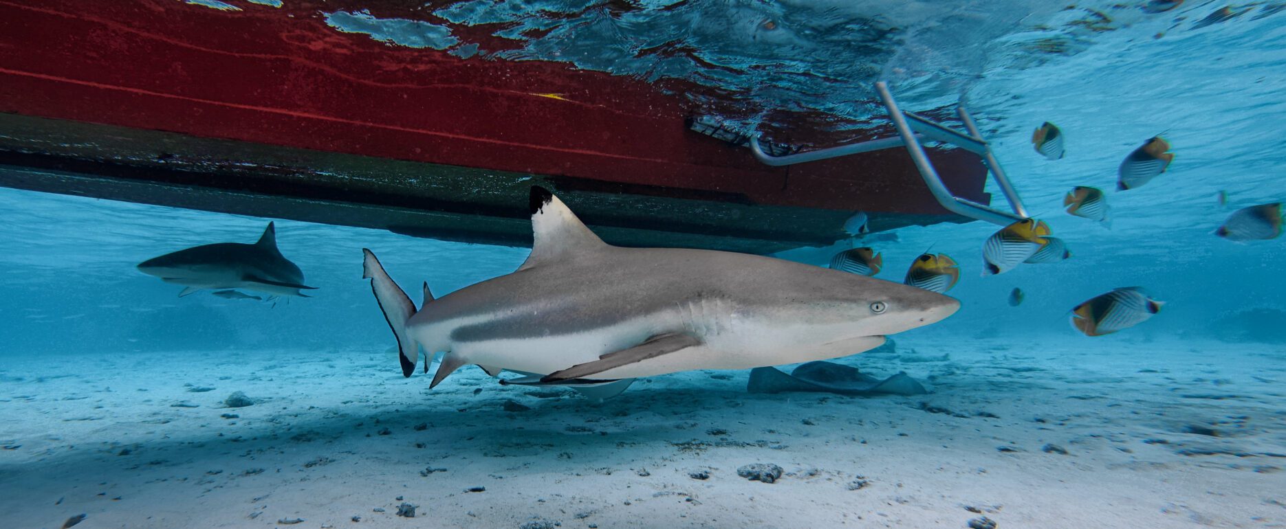 Fakarava plongée Polynésie Française