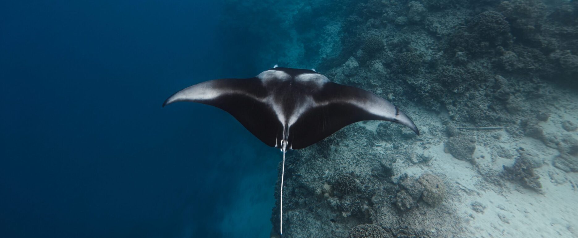 Fakarava plongée Polynésie Française
